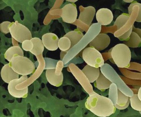 stroenie-mikroorganizmov-11
